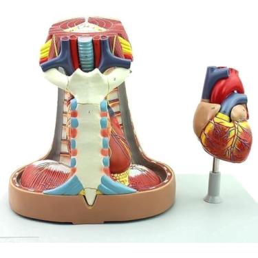 Imagem de Modelo de mediastino humano em tamanho real, modelo de sistema respiratório anatômico de timus mediastino de esterno, modelo anatômico de coração de PVC, adereços de ensino