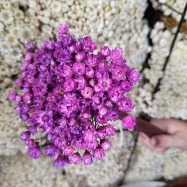 Imagem de Kit 1.600 Flores Sempre-Vivas Tipo 1 Extra | Flores Secas Naturais p/ Decoração, Arranjos e Presentes | Buquês Premium | Oferta Especial(Marrom (Terracota))