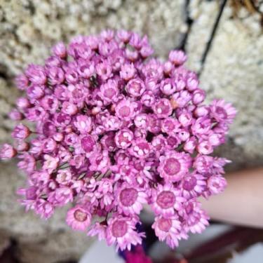 Imagem de Flores Sempre Viva Secas Bege – Buquê Natural para Decoração e Arranjos (Lilás,2 buquês (400 florzinhas))