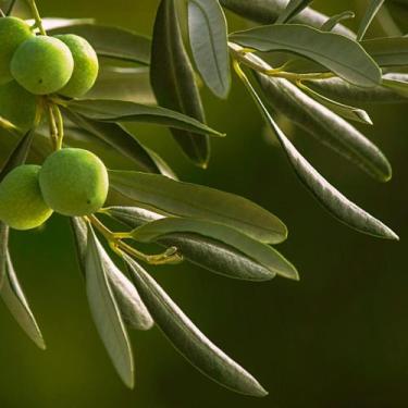 Imagem de Folhas de Oliveira SECAS para Chás ou Banhos - Ervaria da Jurema