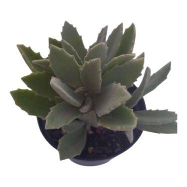 Imagem de Planta Suculenta Kalanchoe Milotti - Generico