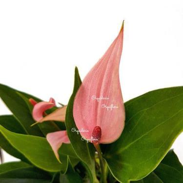 Imagem de Planta Natural Adulta Mini Antúrio Rosa Com Vaso Envasado Flor Linda -