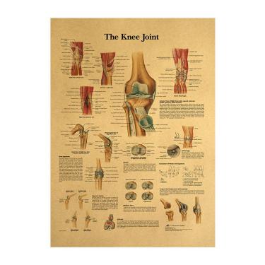 Imagem de Pintura em pôster Vintage Kraft Anatomy Joelheira 42x30cm