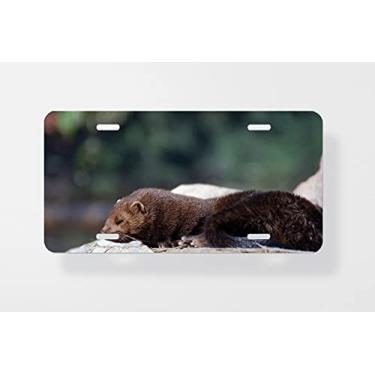 Imagem de American Mink Mustela Vison Capa para placa de carro - Capa para placa de carro - Capa para placa de carro 15 x 30 cm