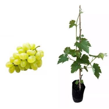 Imagem de Muda de Uva Branca 50 a 80cm AMK - Plantas Online - AMK Jardinagem e P