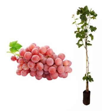 Imagem de Muda de Uva Rubi 50 a 80cm AMK - Plantas Online - AMK Jardinagem e Pai