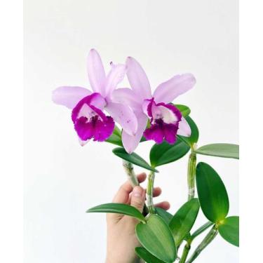 Imagem de Touceira Orquídea Cattleya Intermedia Muda Adulta  - DoceL@r