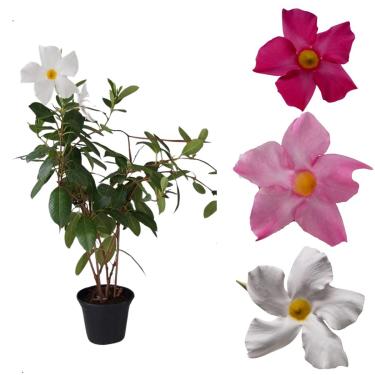 Imagem de Flor Dipladenia Mandevilla Planta Rara Cores Mistas Natural