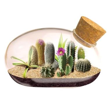 Imagem de Mini Office Cactus Terrarium – Jardim minúsculo do rato do deserto – Divertido para crescer, baixa manutenção – Perfeito para o escritório ou mesa doméstica.