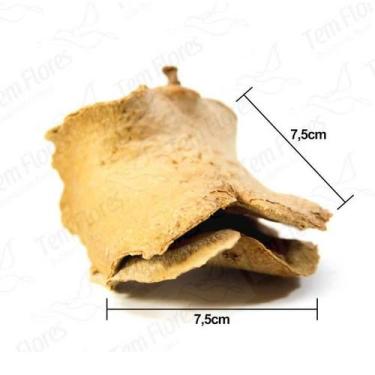 Imagem de Sementes Cascas Diversas para Decoração Flores Seca Variadas - Boca De