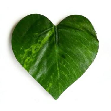 Imagem de Arranjo Completo 1 Vaso Vime TrançAdo Marrom + 1 Pendente Planta Pendurada Hera Ivy Altamente Decorativo E Esteticamente AgradáVel(JIBOIA)