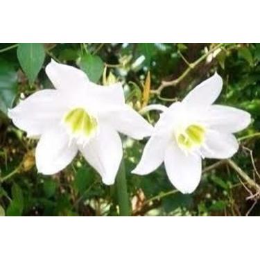 Imagem de 100 Sementes De Flor Estrela Da Anunciação - Agrotecwb
