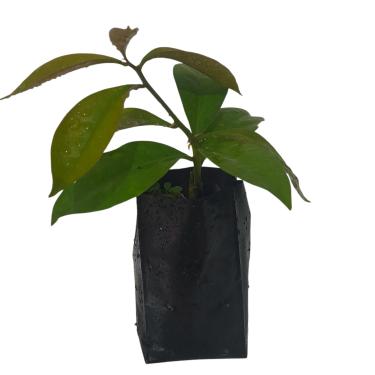 Imagem de Ora-Pró-Nobis Flor Branca. muda de Planta medicinal comestivel - Recomendada na medicina na prevenção e combate a dezenas de problemas de saúde