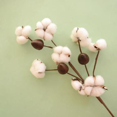 Imagem de Haste de Flor de Algodão Envelhecida  Flor Seca Formosinha - Brillianc