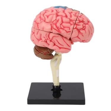 Imagem de Modelo de Cérebro Modelo de Cérebro Humano Modelo Anatômico do Cérebro Com Base, Exibição Estável Estrutura de Neuroanatomia Ferramenta de Ensino Ferramenta de Ensino do Cérebro