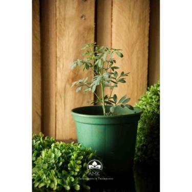 Imagem de Muda de Arruda Altura de 0,40 cm a 0,80 cm - AMK - Jardinagem e Paisag