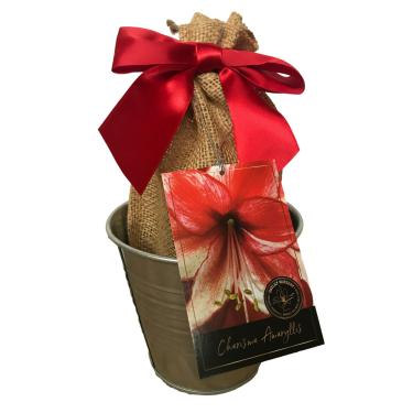 Imagem de Daylily Nursery Kit de Cultivo de Presente de Natal Tin Charisma Amaryllis, Edição Deluxe. Inclui Um Pote de Lata Rústico, Uma Lâmpada Grande de Carisma Em Um Saco de Estopa com Uma Fita Vermelha e Um
