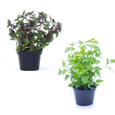 Imagem de Mudas manjericão roxo e manjericão verde adultas - Quintaldobonsai