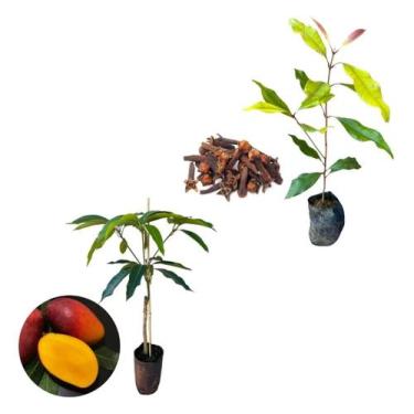 Imagem de Kit 2 Mudas - 1 Manga Palmer + 1 Cravo Da Índia - AMK - Jardinagem e P