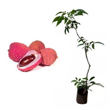 Imagem de Muda de Lichia Kwai Pink 50 a 80cm AMK - Plantas Online - AMK Jardinag