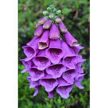 Imagem de Purple Digitalis Journal: For Flower Lovers and Writers: Blank Lined Paper Notebook