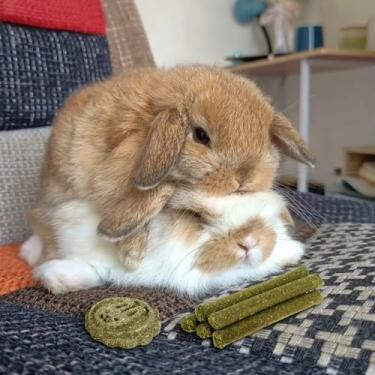 Imagem de Conjunto de 2 brinquedos de coelho resistente à mordida de coelho para animais de estimação pequenos, hamster, chinchila, porquinho-da-índia