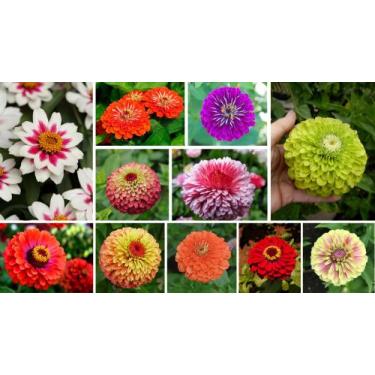 Imagem de 12 Sementes de Zinnia Dobrada Sortidas - Jardinar