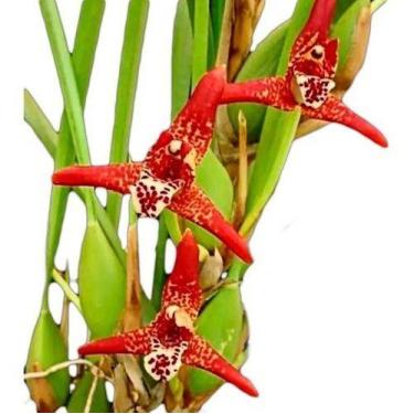 Imagem de Orquidea Maxillaria Tenuifolia.plantas Adultas Entouceirada - no brand