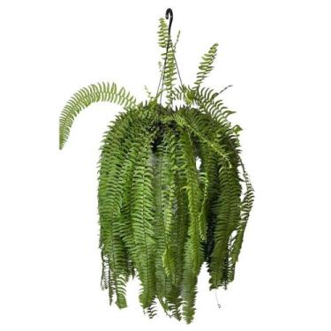 Imagem de Samambaia Paulistinha De Metro Paulista Rabo-de-gato - INSPIRA FLORA