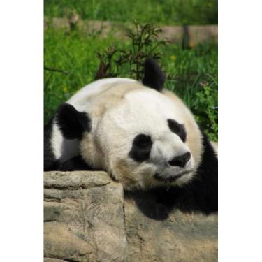 Imagem de Panda Notebook: Adorable Panda Journal Notebook For Panda Lovers | 6x9 120 Pages Blank Lined Journal Diary | Gift Girls Women Boys Kids School