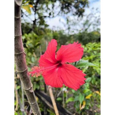 Imagem de Hibisco Vermelho - Planta Tropical de 70 cm - Orquidário Mogi Mirim