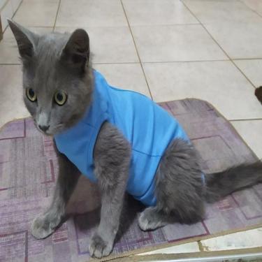 Imagem de Roupa Pós Cirúrgica para Gatos King Of Pets