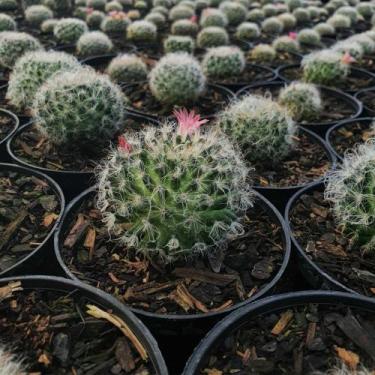 Imagem de Mammillaria Selept