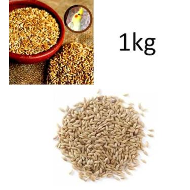 Imagem de Alpiste Polido Limpo Aves Pássaros Sementes Pacote 1, 3, e 5 Kg Limpa 