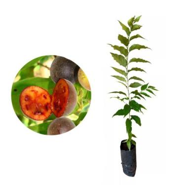 Imagem de Muda de Groselha Hibrida 20 a 40cm AMK - Plantas Online - AMK Jardinag