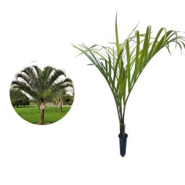 Imagem de Muda de Palmeira Triangular 20 a 40cm AMK - Plantas Online - AMK Jardi