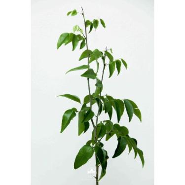 Imagem de Muda de Coração de Negro Altura de 0,40 cm a 0,80 cm - AMK - Jardinage