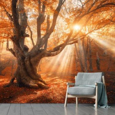 Imagem de Papel de Parede Paisagem Floresta Natureza Sol Sala Adesivo - 064pcm -