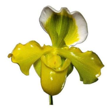 Imagem de Orquidea Sapatinho Gigante Paphiopedilum Big Green Flor Planta Natural Exótica Rara