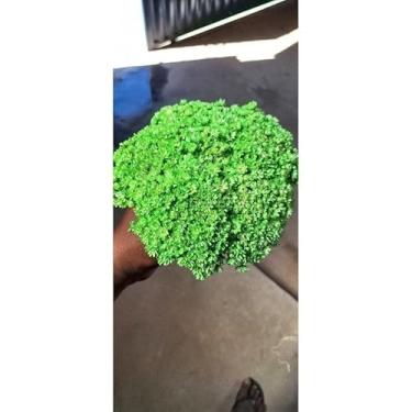 Imagem de Flores Sempre Viva Secas para Decoração – Kit 300 a 2100 Unidades Ideal para Festa Casamento e Arranjos (Verde claro,5 buquês)