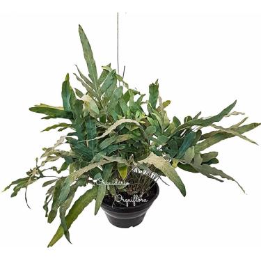 Imagem de Samambaia Manto Azul Blue Star Planta Adulta Natural