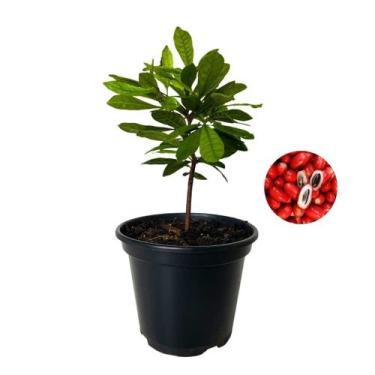 Imagem de Muda de Fruta do Milagre Pote 15 Planta Natural 30cm - Verde Garden