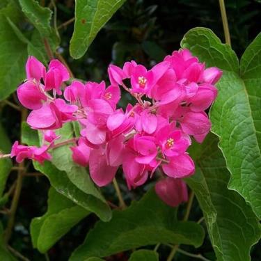 Imagem de Muda de Amor Agarradinho Flor Rosa Trepadeira