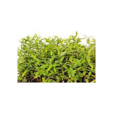 Imagem de Muda de Eucalipto Arco - Íris Altura 0,40 cm a 0,80 cm - Plantas