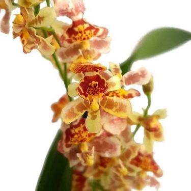 Imagem de Kit 4 Orquídeas Oncidium Twinkle Cores Variadas. Com Vaso. - Orquiflor