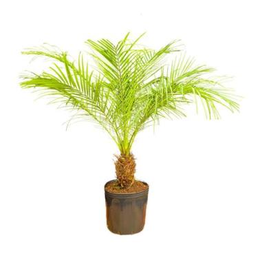 Imagem de Planta Palmeira Fênix 100cm - AgroJardim