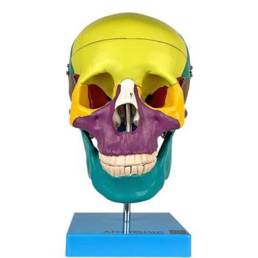 Imagem de Crânio Didático Colorido em 5 Partes - Anatomic TGD-0102-A