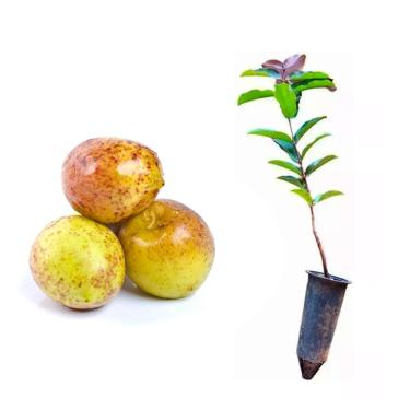 Imagem de AMK Jardinagem e Paisagismo, Muda de Mangaba 20 a 40cm AMK - Plantas Online