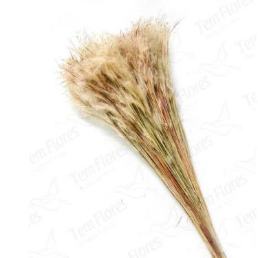 Imagem de Pluminha Flor Desidratada Variações Natural - Pense Flores, Natural