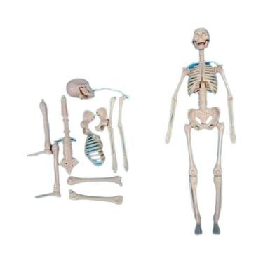 Imagem de Modelo 3D Removível Do Torso Humano Para Crianças, Simulação De Órgãos